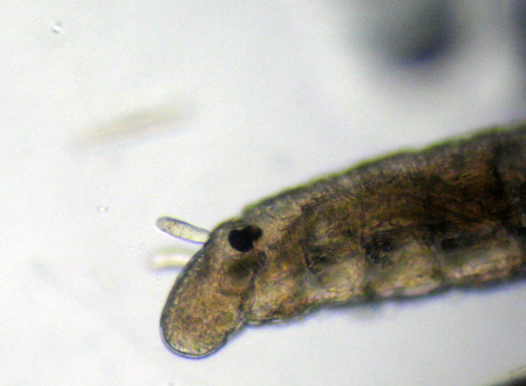(Micro)mostri marini